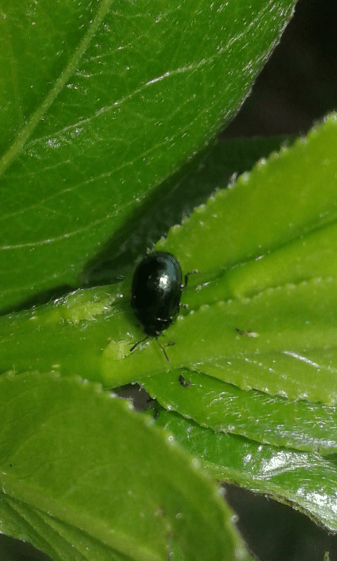 Chrysomelidae: Plagiodera versicolora? S.